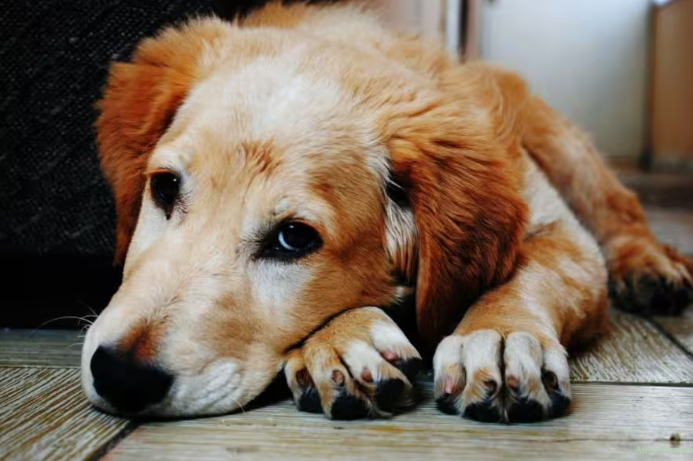 Presunto caso de maltrato animal: le habría quitado la vida a un perro por subirse a la cama