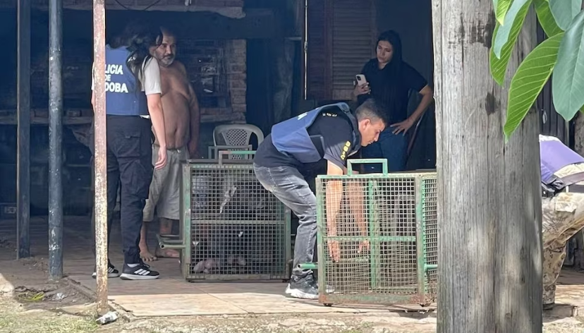 Con un fuerte operativo enjaularon a tres perros por el ataque a un nene de 9 años en Córdoba