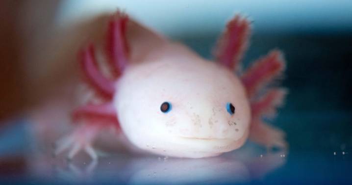 Axolotl found in Pennsylvania waterway