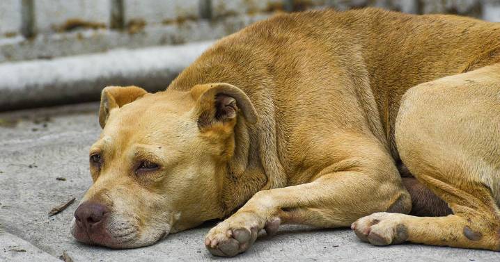 Buscan a sujeto que donó croquetas envenenadas en albergue canino
