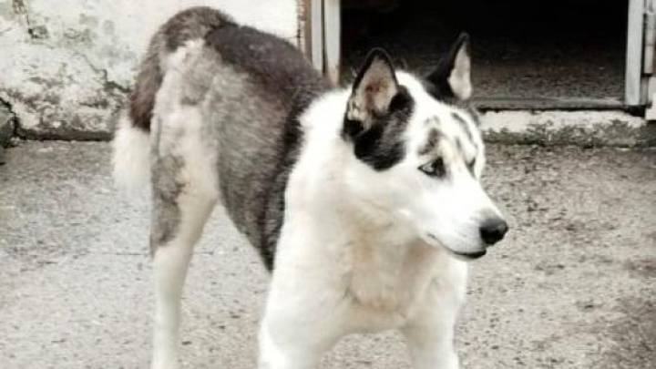 Adopta un perro: Blas, el perro que vive en el albergue de Ponferrada y está a la espera de una familia