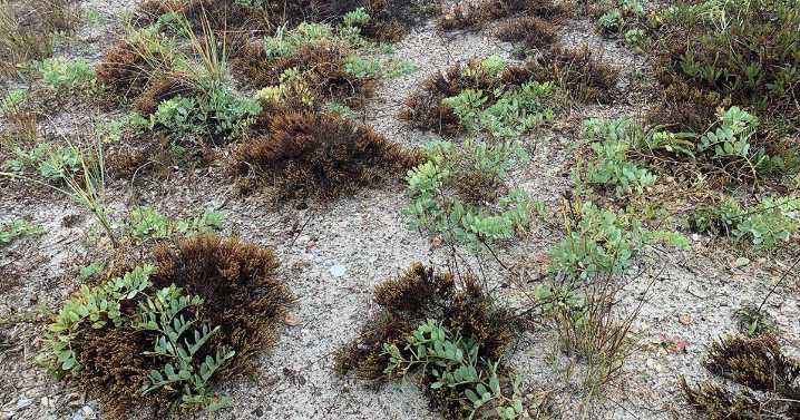 Nature Watch: Appreciating Life