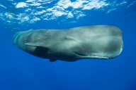 ‘Forever chemicals’ contaminate more dolphins and whales than we thought