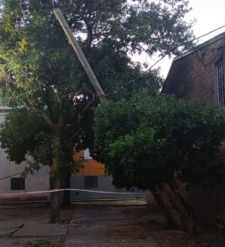 Vecinos de barrio Butaló alertan por una palmera a punto de caer