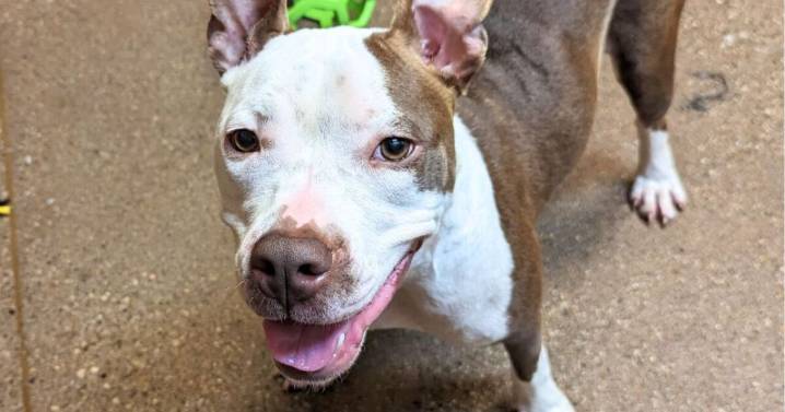 Owner charged after dog returned in 'starving condition' to Lexington Humane Society