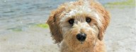 Delaware Chancery Court Orders Auction in Goldendoodle Fight