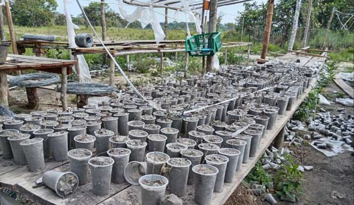 Ecocidio en el Meta: 16 hectáreas de bosque talado a manos del GAO-r Subestructura 39 para producir marihuana