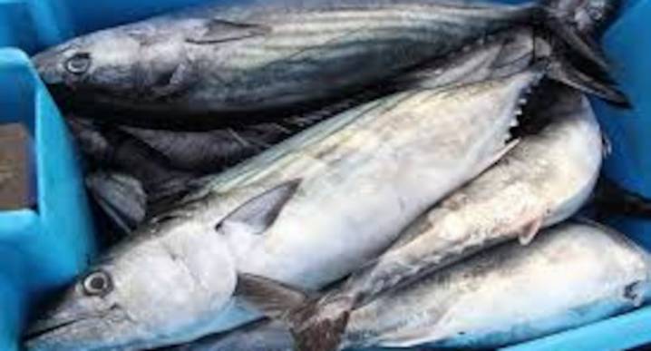 Se inicia veda de bonito a nivel nacional, ¿hasta cuándo?