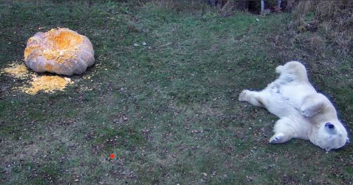 Polar bear delights in chowing down on massive pumpkin