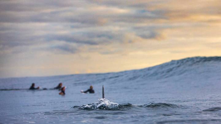 Popular Beach Spot Closed After Surfer Attacked By Shark