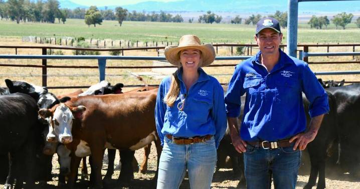 Crossbreeding boosts profits for Romani Pastoral's Windy Station