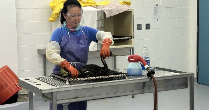 Nearly 100 oiled sea birds treated at San Pedro’s International Bird Rescue