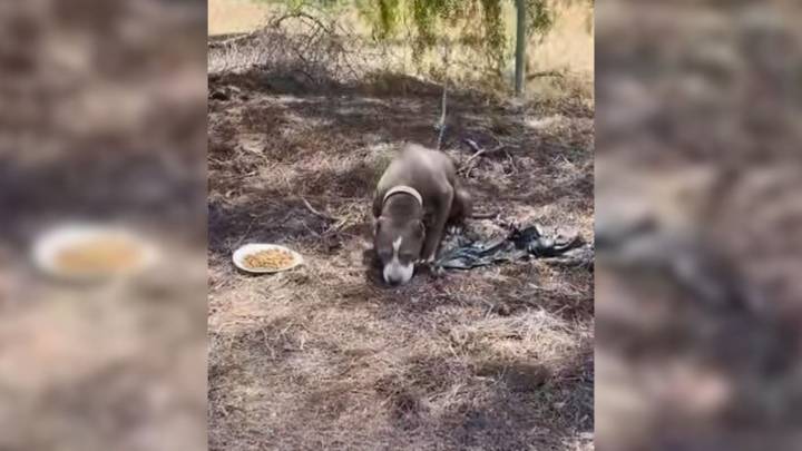 The Pup From California Who Was Tied To A Fence Finally Gets The Miracle She Deserved
