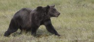 Grizzly attacks B.C. students, RCMP say several hurt