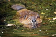 How to safeguard your trees from busy beavers