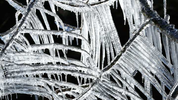 Freeze warning issued for Gainesville and Alachua County