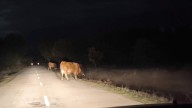 Unas vacas provocan 6 accidentes y arrasan con campos en dos pueblos de León