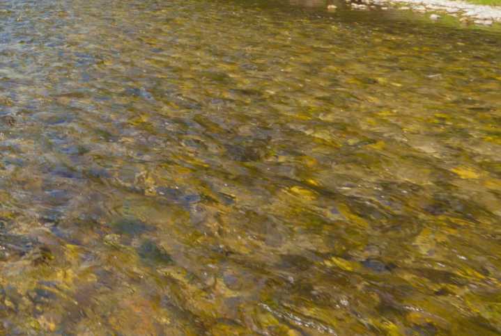 Free family event celebrating urban wildlife coming to Valley