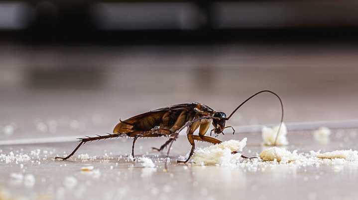The Grossest Place Roaches Are Secretly Hiding In Your Home