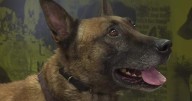 2025 Edmonton Police Foundation canine unit calendars highlight EPS service dogs