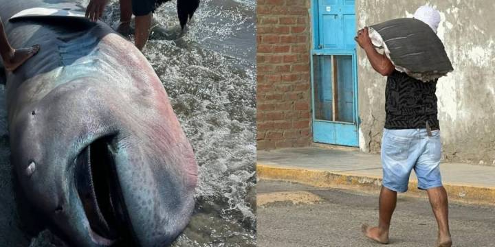 Hallan raro tiburón megaboca en playa de Negritos, pero la falta de control permitió que pobladores lo descuarticen sin supervisión