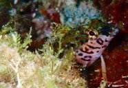 Detectan caída del 40% en diversidad de peces en el Golfo de California