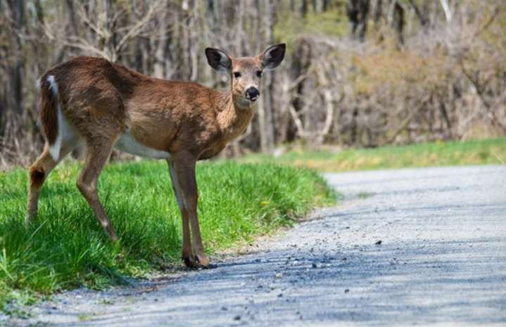 Chronic wasting disease found in Allegan County deer for first time