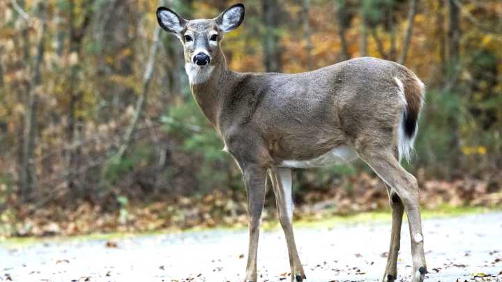 Bristol RI police investigate deer head left on house doorstep