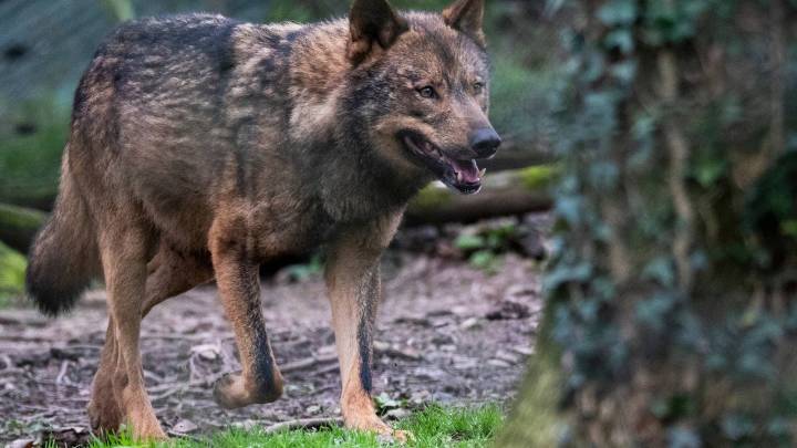 “El principal enemigo es el ser humano”: expertos alertan sobre la extinción del lobo ibérico en Sierra Morena