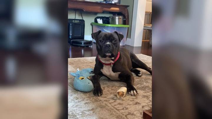 California Dog’s Color Keeps Him Rejected, But His Heart Deserves To Be Seen