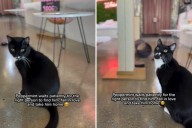 Cat Saved From Euthanasia ‘Waits Patiently’ for Right Person To Find Him