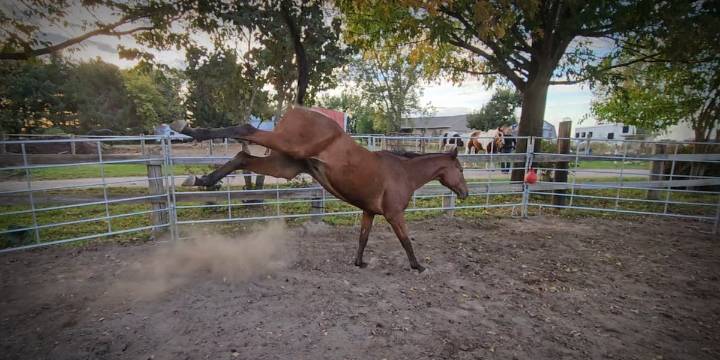 SMALL TOWNS: Horse racing stable out of Pulaski celebrates first year