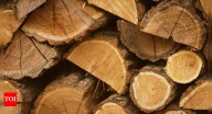 What is the hardest wood on Earth | - The Times of India