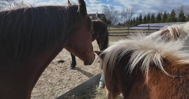 New Jersey farm offers veterans a path to healing, with help from horses