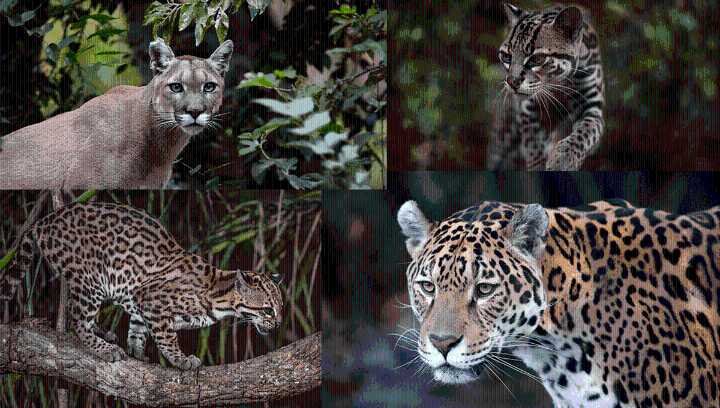 Poop Analysis And New Footage Reveal How 4 Wild Cat Species Coexist In Guatemala’s Rainforests