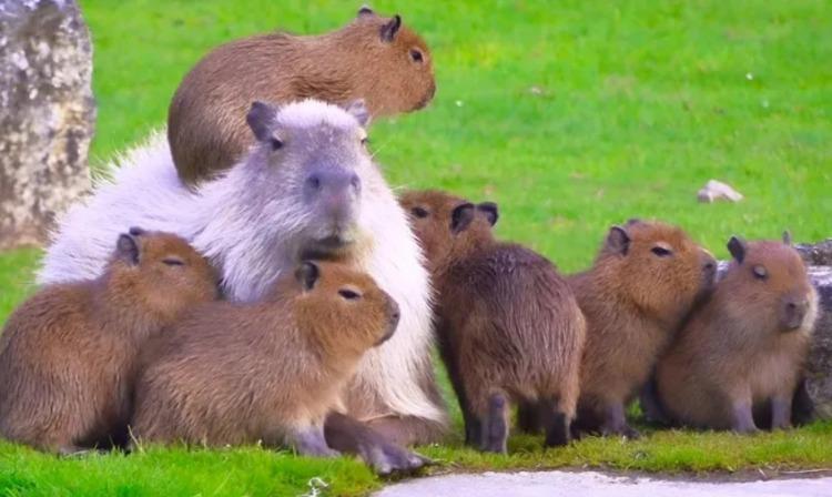 Punto a favor de los carpinchos de Nordelta: freno al proyecto de urbanización y a la castración química