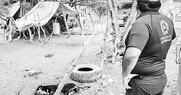 Envenenan perros en colonia Antorchista