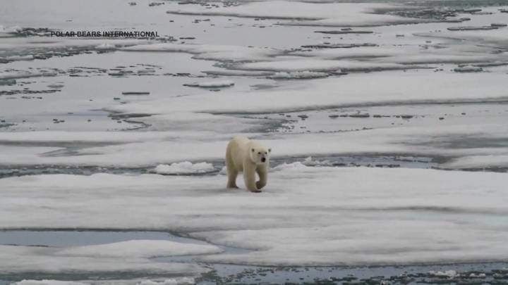 Tech Byte – How Science is Saving Polar Bears