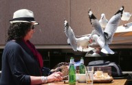 Food-snatching seagulls are more likely to leave you alone if you shout at them, researchers say – Winnipeg Free Press
