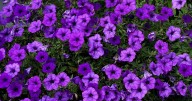 On Gardening: Supertunia Mini Vista Indigo captures a super honor