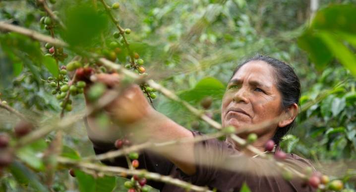 “El café que nos une”: lanzan el IV Concurso Nacional de Fotografía del Café Peruano 2025