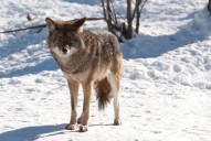 Coyote sightings in northwest Minnesota prompt warnings from authorities