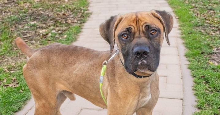 Meet our pets of the week: A mastiff mix, a St. Bernard mix and a horse