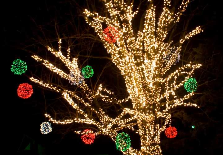 Inicia temporada de luces navideñas y ¡podrá disfrutar sin costo!