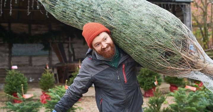 Christmas tree expert warns you must never store your tree in 2 places