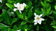 Don't Skip This Essential Fall Task For Healthy Gardenias Come Springtime