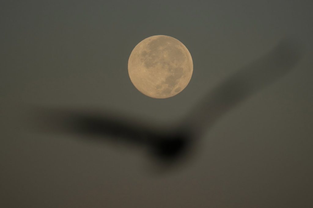 How to spot November’s supermoon, the closest of the year