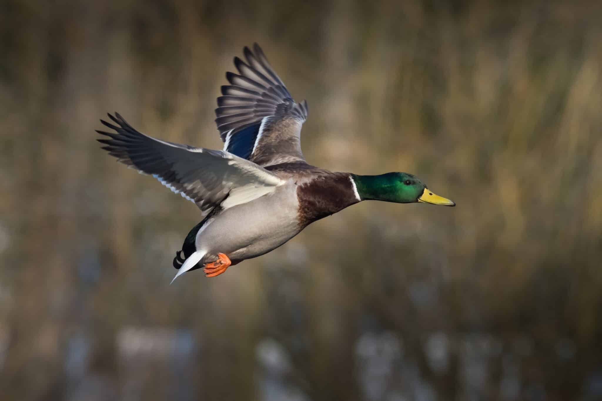 When Does Duck Hunting Season Start in Georgia?