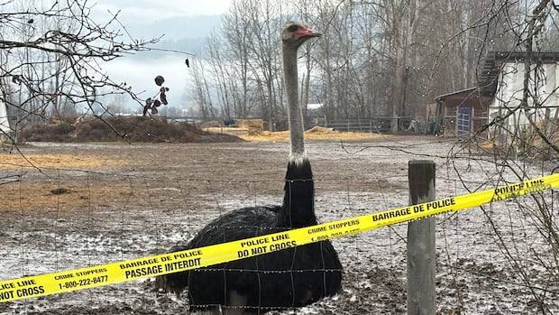 Will B.C. ostriches be culled? Today’s Supreme Court decision could finally determine their fate