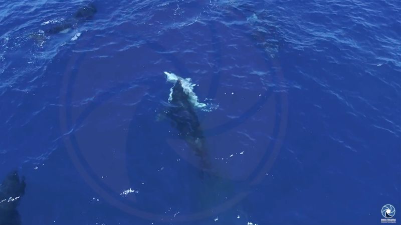 Orcas seen hunting great white sharks to eat their livers in drone footage recorded in Mexico
